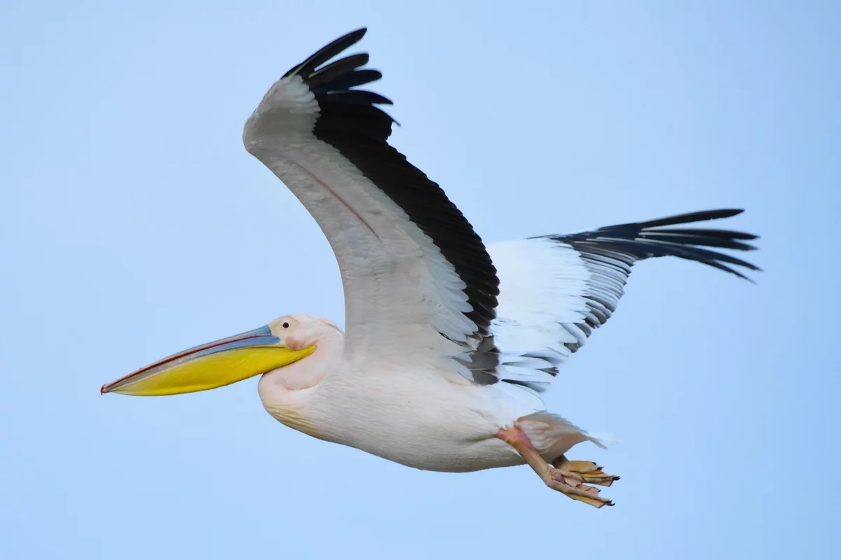 Göç yolundaki pelikan sürüsü Bursa'da mola verdi