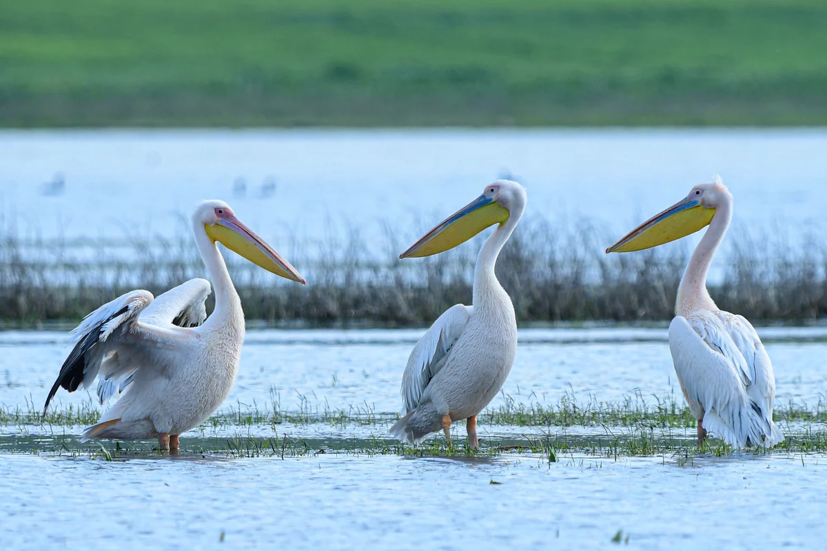 Göç yolundaki pelikan sürüsü Bursa'da mola verdi
