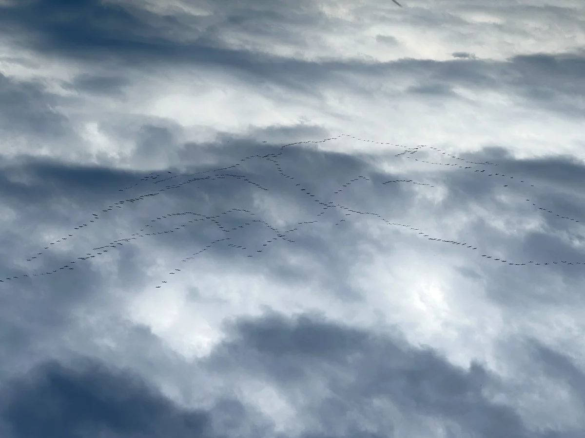 Göç yolundaki pelikan sürüsü Bursa'da mola verdi