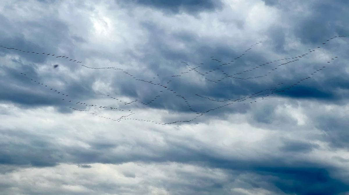 Göç yolundaki pelikan sürüsü Bursa'da mola verdi