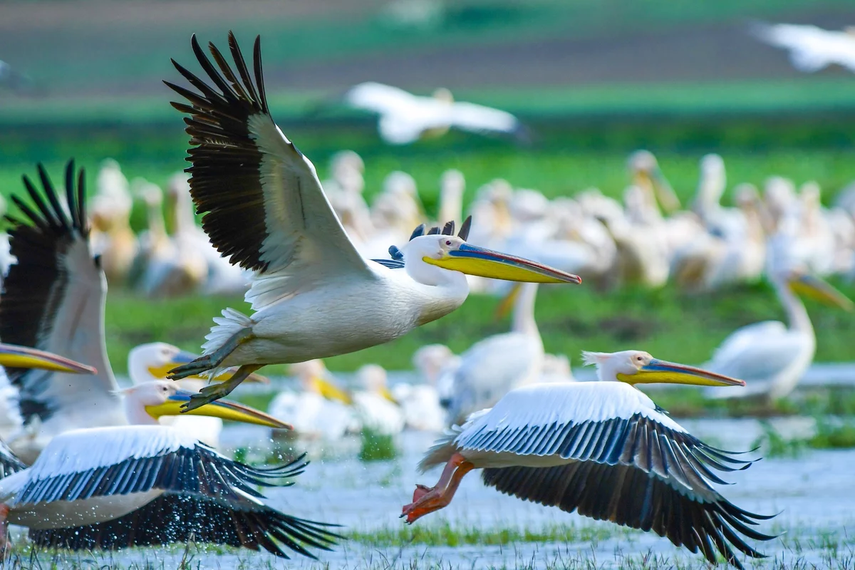 Göç yolundaki pelikan sürüsü Bursa'da mola verdi