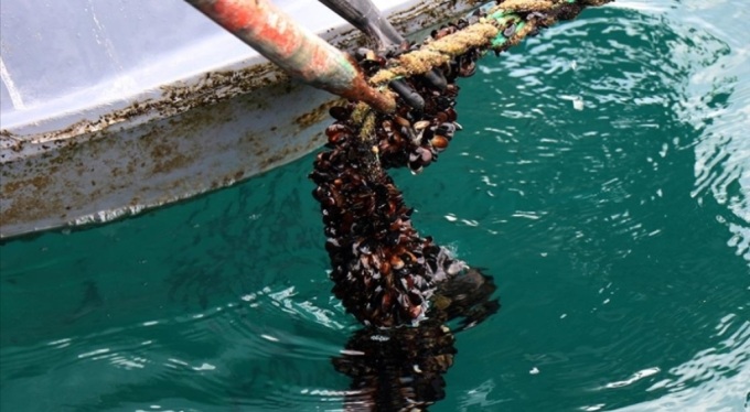 Midye tesislerinde yıllık 5 bin ton dolayında üretim hedefleniyor