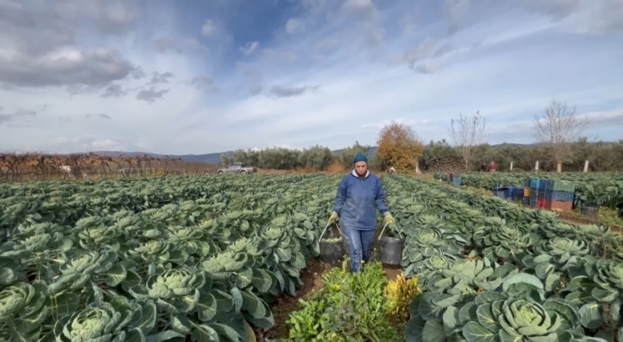Bursa İznik'ten sezonda 12 bin tonluk brüksel lahanası ihracatı