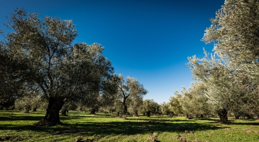 Zeytinlikler ile ilgili flaş karar! Geri çekildi