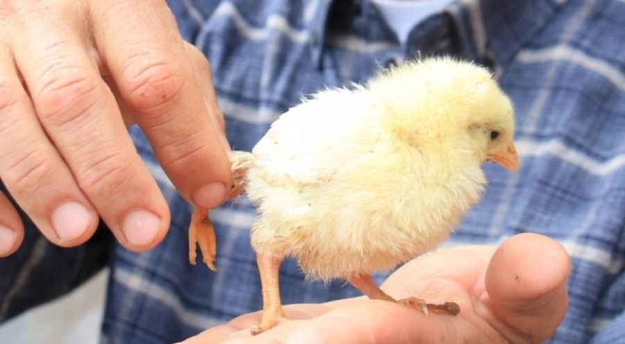 Bu civcivi gören 10 katı fiyat teklif ediyor