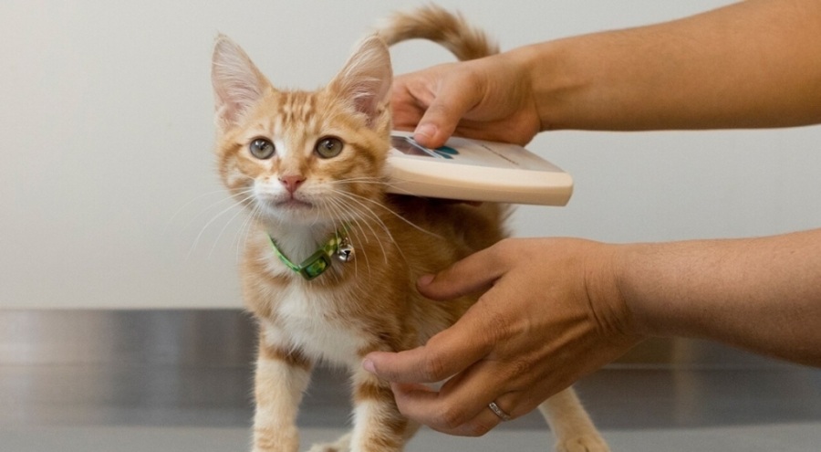 Evcil hayvanlara çip uygulamasında son 2 hafta! Cezası 3 bin 642 lira