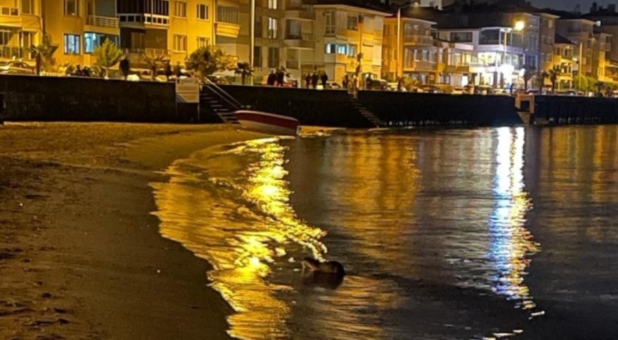 Bursa'da su samuru şaşkınlığı