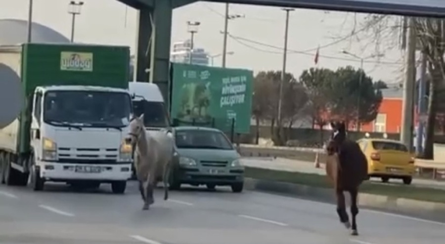 Bursa'da başıboş atlar yollarda tehlike saçıyor