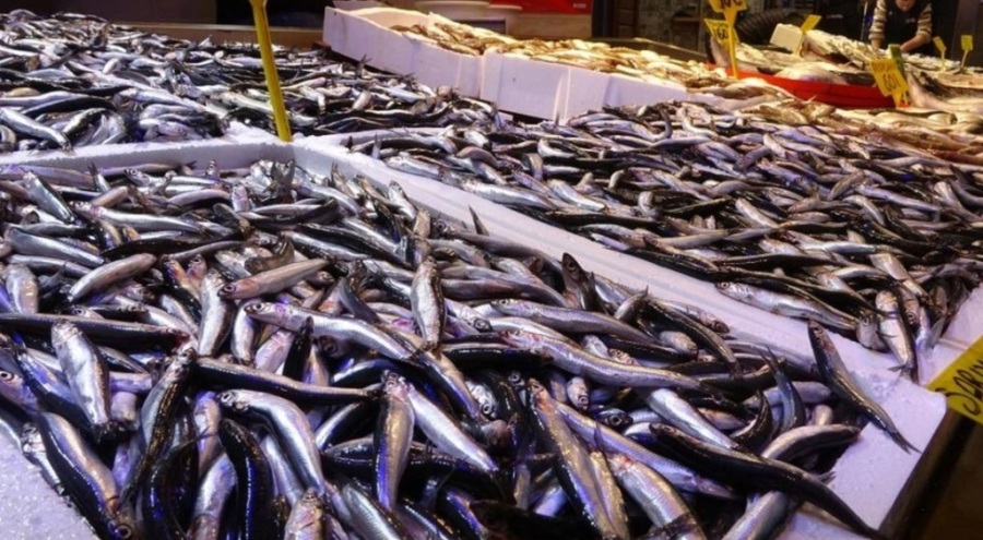 Hamsinin fiyatı ikiye katlandı