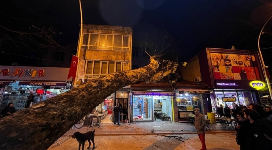 Bursa'nın İznik ilçesinde çınar ağacı devrildi