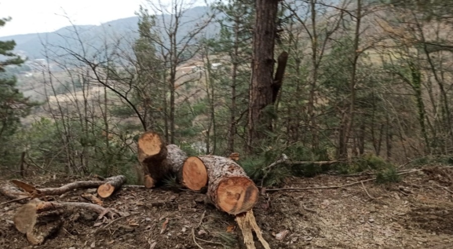 Bursa'da ağaç katliamı endişesi