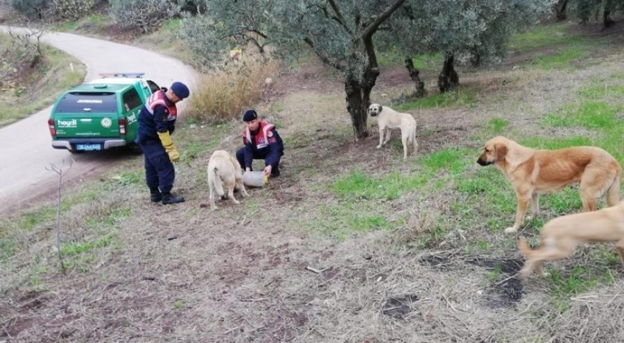 Bursa'da jandarma sokak hayvanlarını unutmadı