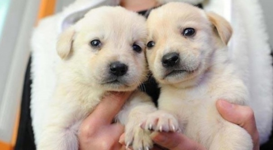 Son gün 31 Aralık! Çip taktırmamanın cezası 3 bin 642 lira