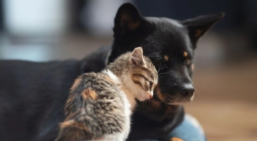 Bakan Kirişçi mikroçip uygulamasında süre uzatılabilir dedi