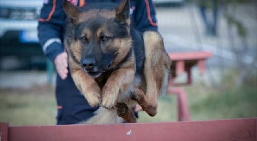 Bursa'da canlı arama köpekleri göreve hazır