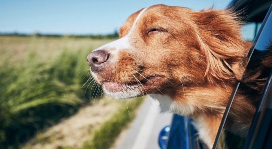 Evcil hayvanlara çip zorunluluğunda bugün  son