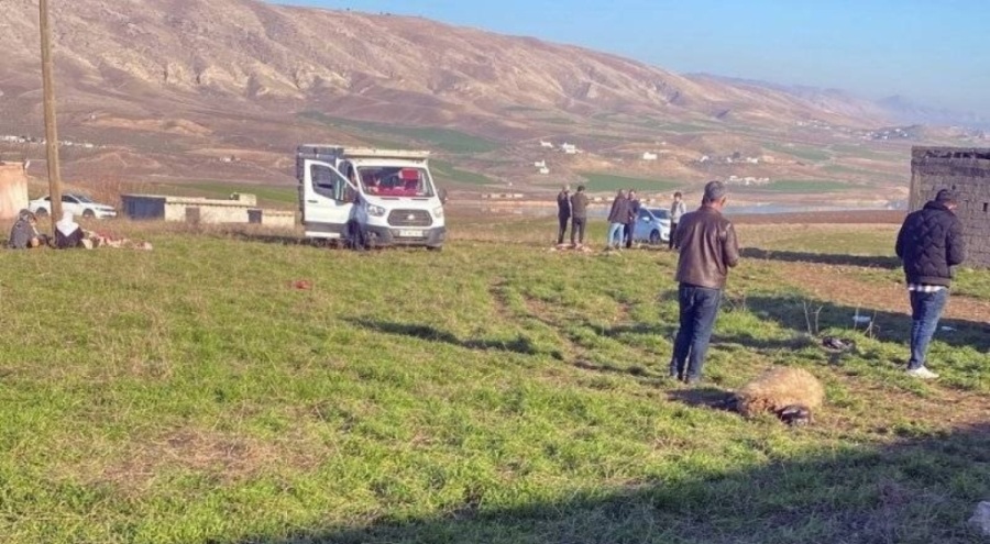 Merada otlatılan 50 küçükbaş hayvan bilinmeyen bir sebepten öldü