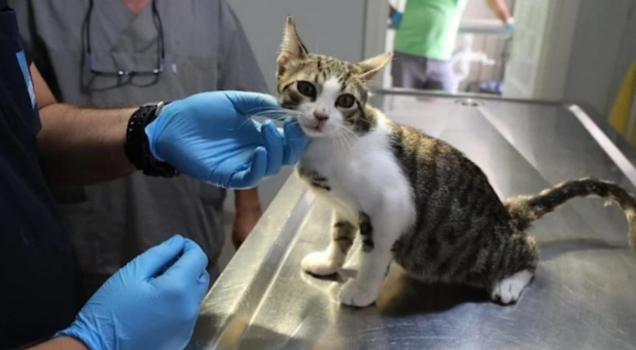 1 milyon 429 bin 370 evcil hayvan çiplendi