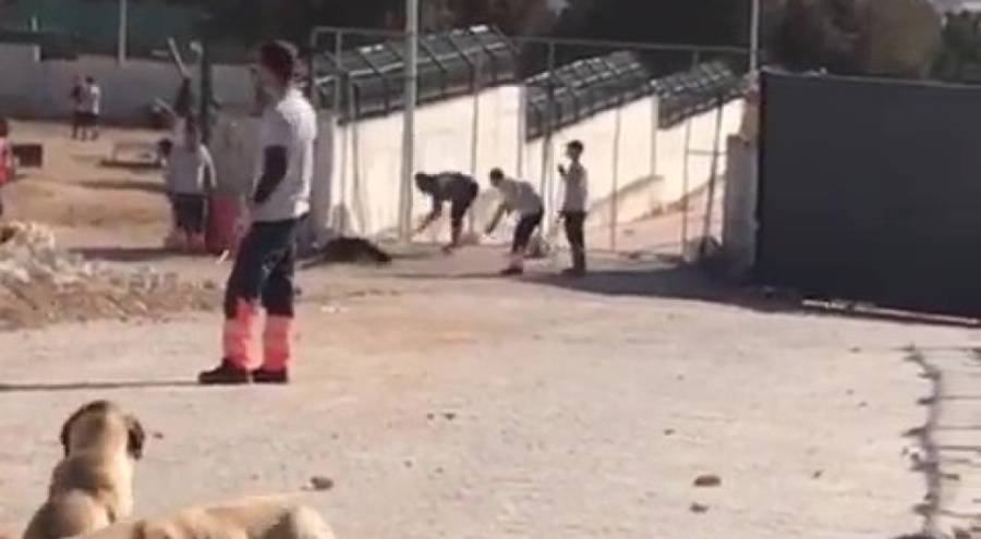 Konya'daki barınak vahşetinin sanıklarına ilk duruşmada tahliye!