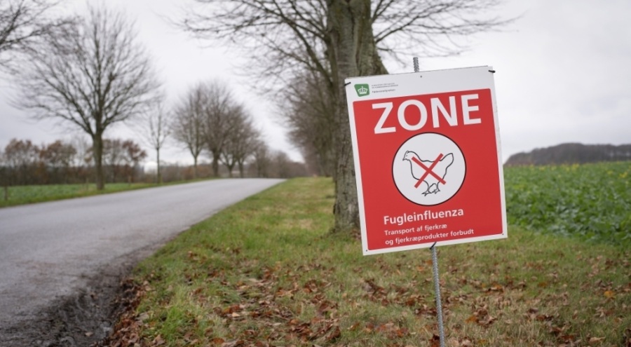 Danimarka'da kuş gribi alarmı... 50 bin tavuk itlaf edilecek!