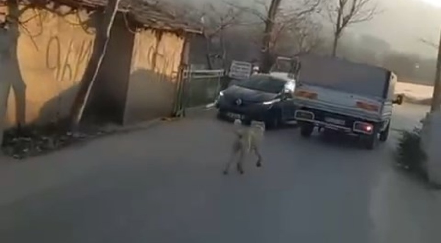 Bursa'da kamyonet sürücüsü köpeği kilometrelerce sürükledi