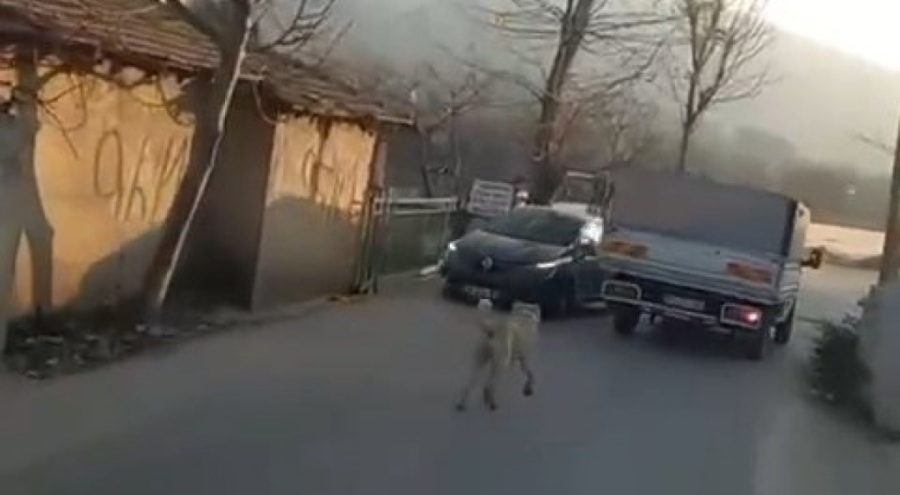 Bursa'da köpeğe eziyet eden sürücüye cezai işlem uygulandı