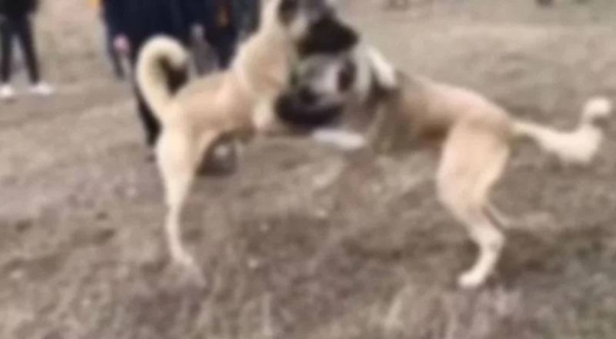 Ankara'da köpek dövüştüren 31 kişi gözaltında