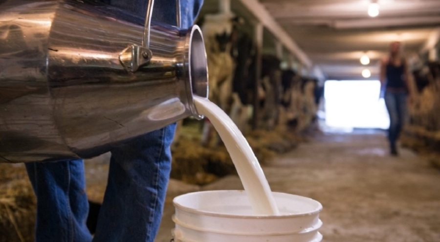 Süt üreticilerine yapılacak destek belli oldu