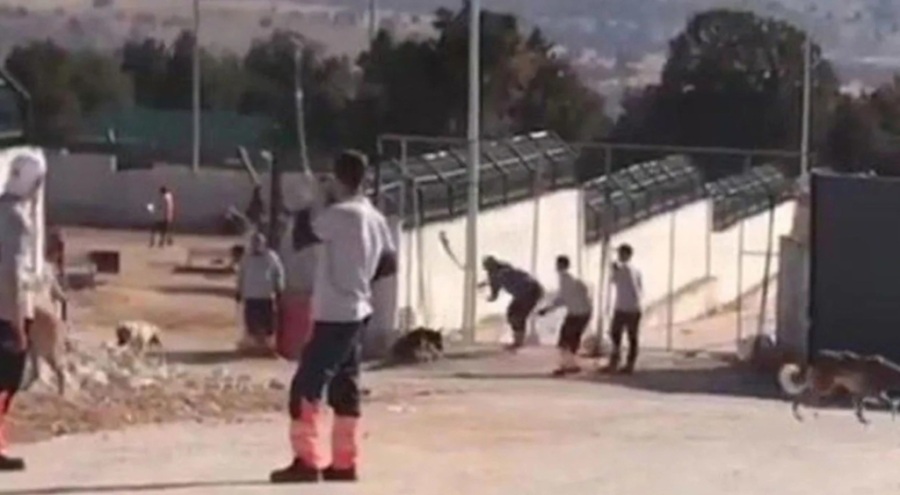 Konya'da barınakta köpeği kürekle öldürenlerin tahliyesine itiraz reddedildi!