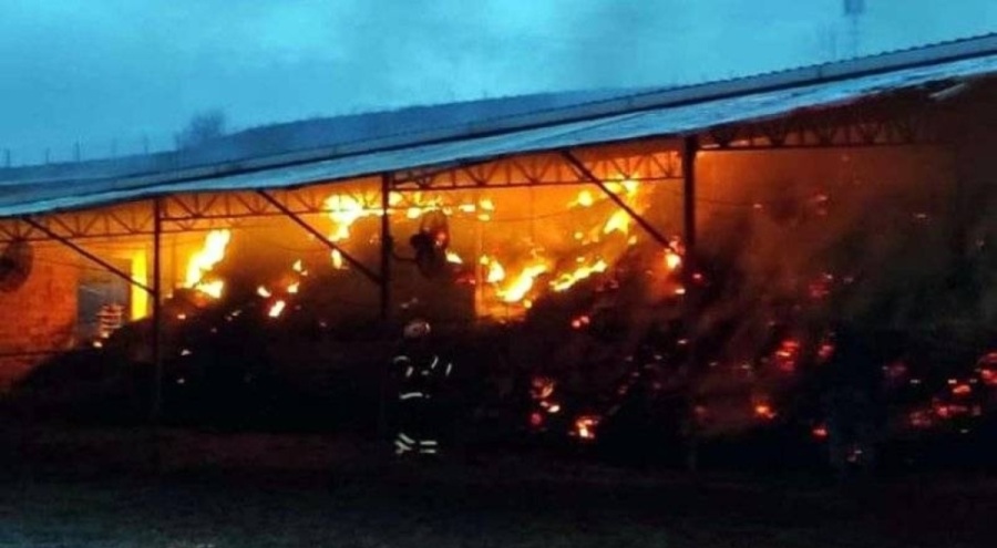 Tekirdağ'daki çiflik yangınında hayvanlar telef oldu