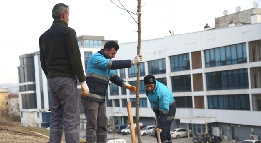 Bursa Nilüfer ağaçlandırılıyor