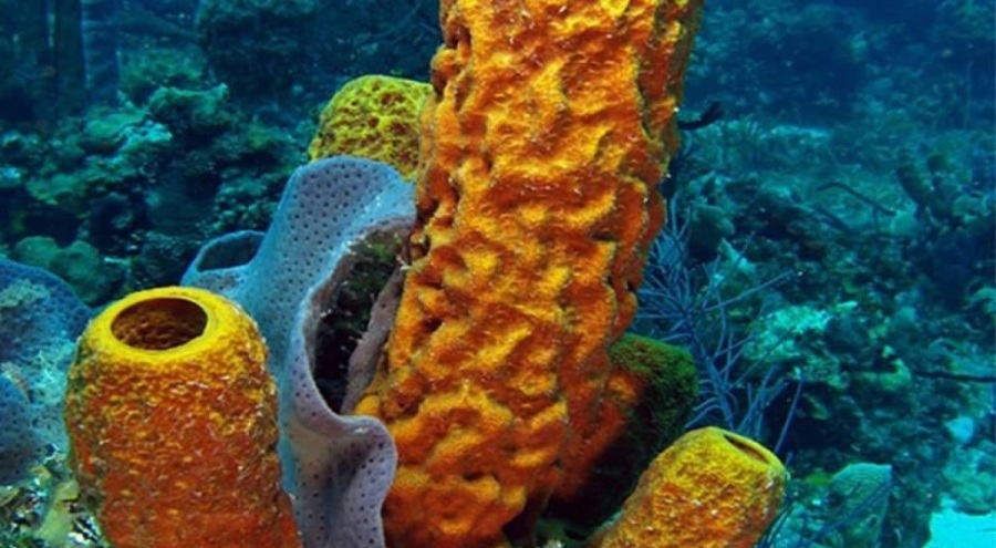 Deniz süngerlerindeki bileşenler korona riskini ortadan kaldırıyor