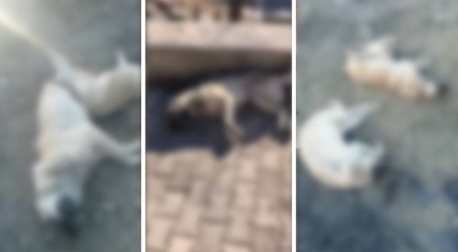Hayvan katliamı: 10 köpeği zehirlediler