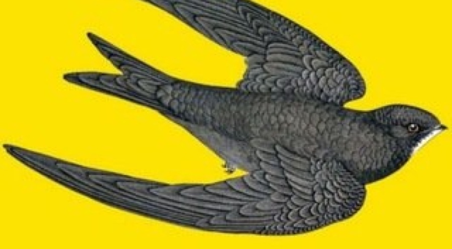 Ebabil Harekâtı'nın yöneticisi: Bakan Soylu'ya yakınız