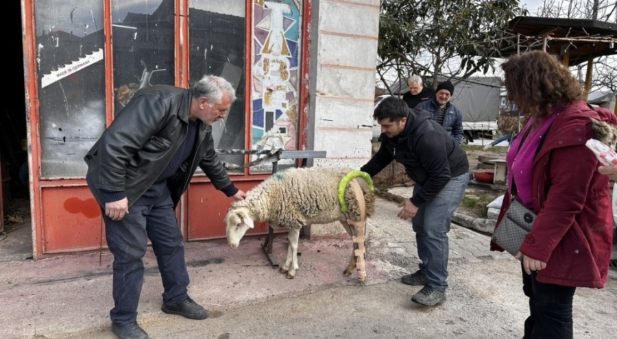 Bursa'da bacağı kırılan koyunu sanayiye götürdüler