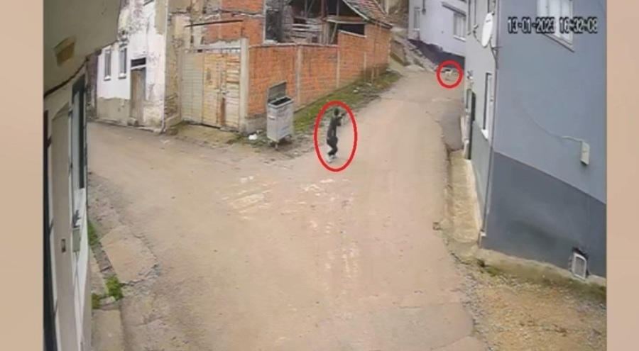 Bursa'daki cani bir köpeği daha vurmuş