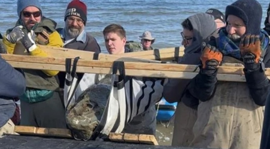 ABD'nin Maryland eyaletinde 12 milyon yıllık balina kafatası keşfedildi