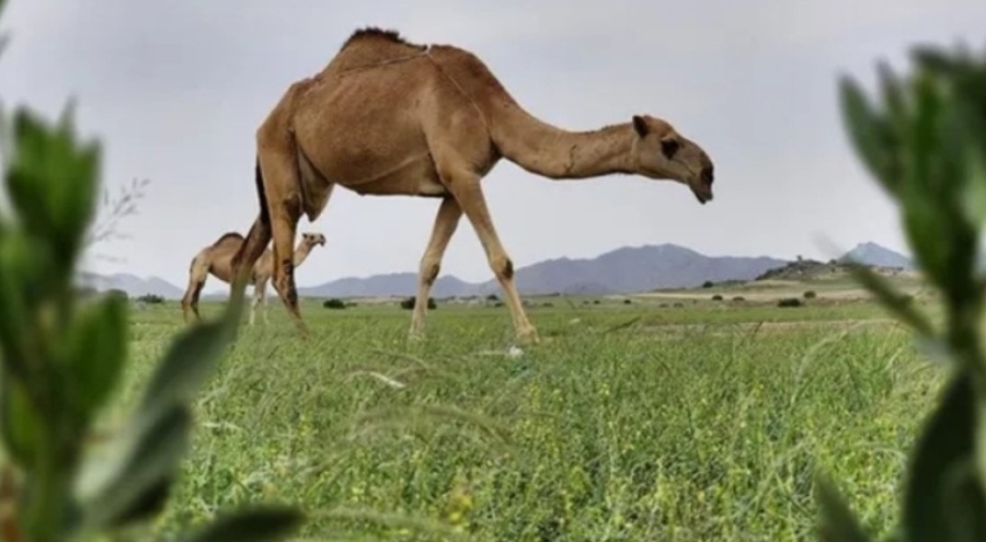 Suudi Arabistan'da şiddetli yağışların ardından çöl yeşille kaplandı