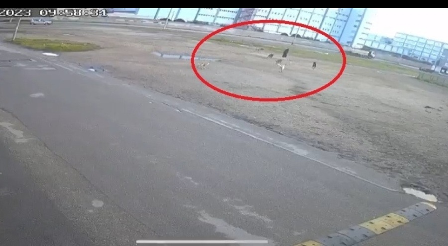 Bursa'da başıboş 10 köpeğin yaşlı kadına saldırdığı anlar kamerada