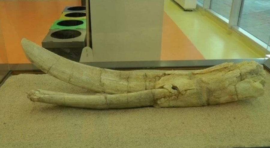 7,5 milyon yıllık tarih Harikalar Diyarı Bilim Merkezi'nde sergileniyor