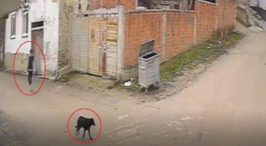 Bursa'da sokak köpeklerini vuran şahıs, bu kez tutuklandı