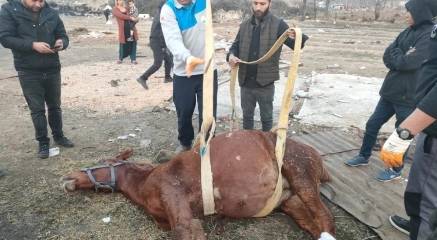 Bursa'da araç çarpan at için zamanla yarıştılar