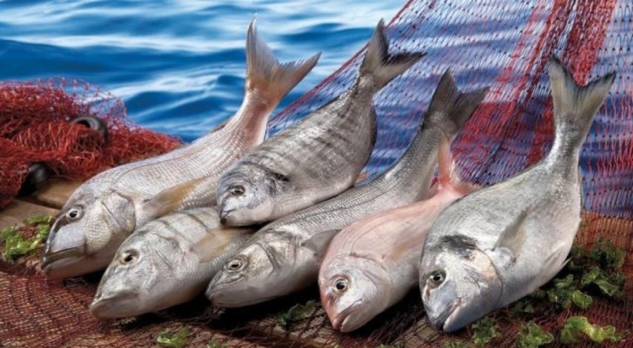 Su ürünleri kaçakçılarına milyonluk ceza