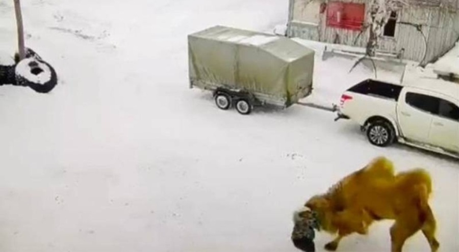 Rusya'da deve bakıcısını öldürdü
