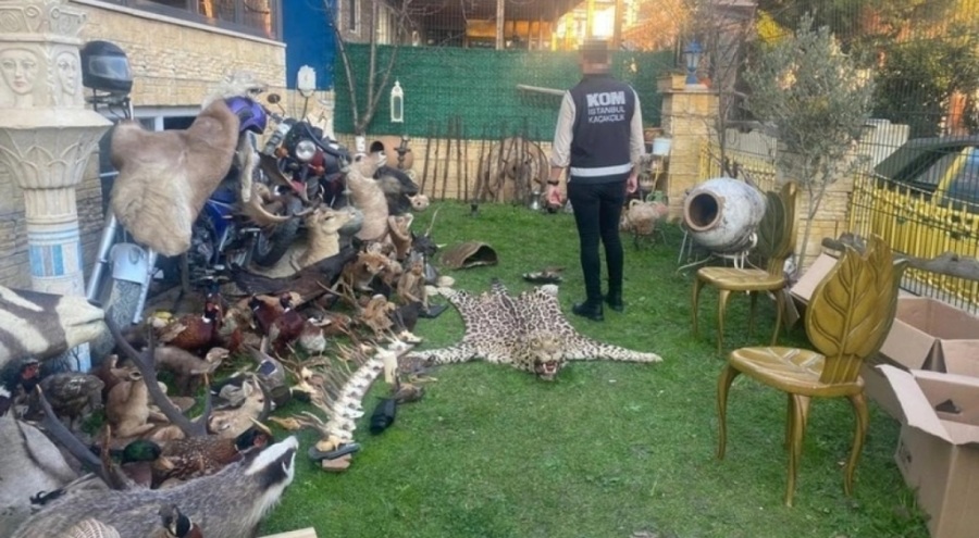 Tarihi eser operasyonunda 55 eser ile çeşitli hayvan kafaları ve kafatasları ele geçirildi