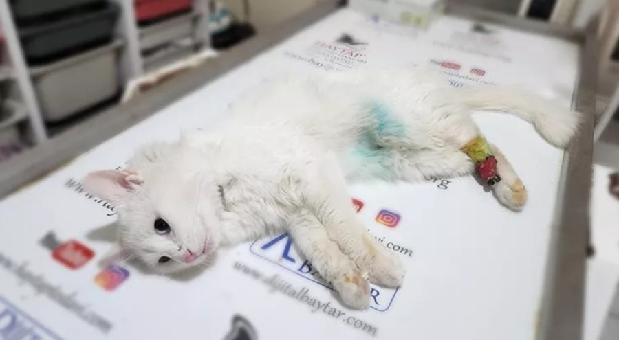 Patisi kesik bulunan kediyle ilgili 'büyü' şüphesi