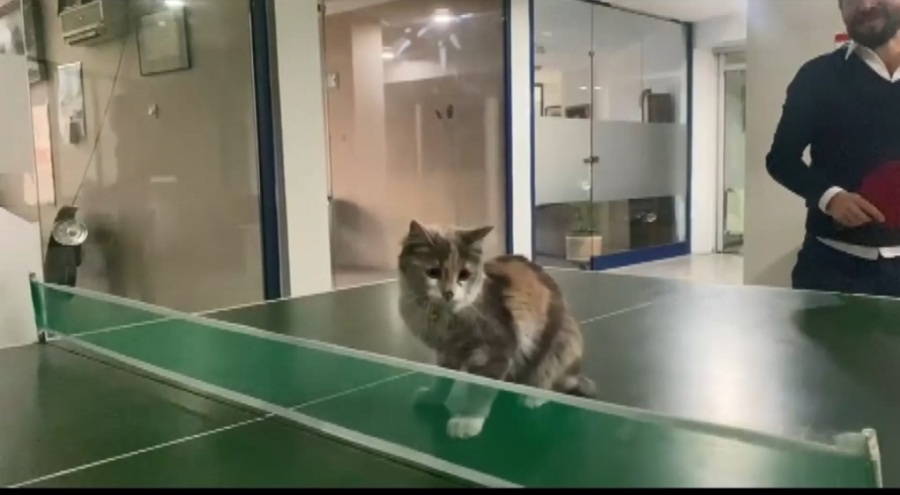 Bursa'da masa tenisi oynayan kedi şaşırttı