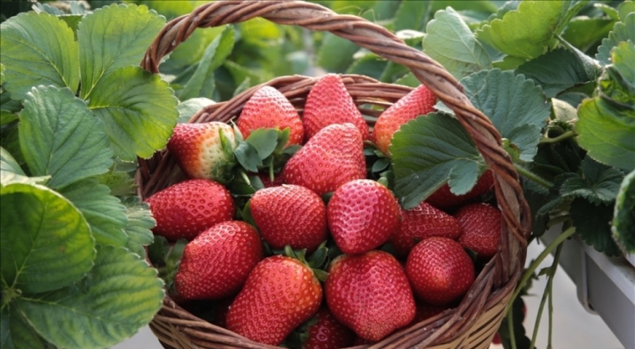 Erkenci çilek üretilerek ihracatına başlandı