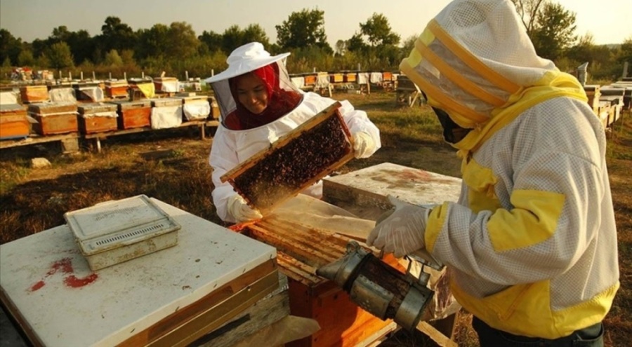 Doğu Karadeniz'de 2 milyon doları aşkın bal ihraç edildi