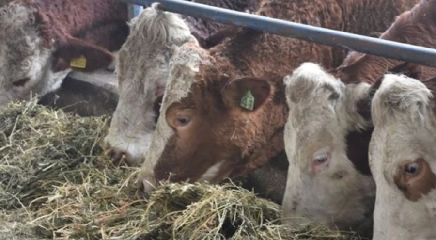 5 köy 'şap' karantinasına alındı